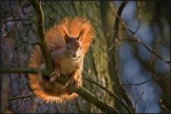 Bois de Boulogne catch