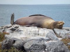 Sunning and sleeping